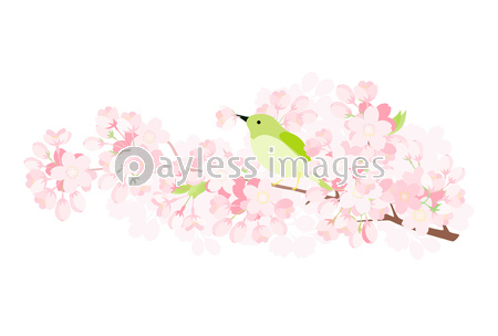 ウグイスと桜の枝 ストックフォトの定額制ペイレスイメージズ