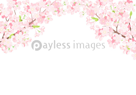 桜 背景イラスト 横長 ストックフォトの定額制ペイレスイメージズ