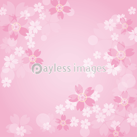 ピンクの桜の背景 ストックフォトの定額制ペイレスイメージズ