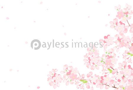 桜 背景イラスト 商用利用可能な写真素材 イラスト素材ならストックフォトの定額制ペイレスイメージズ