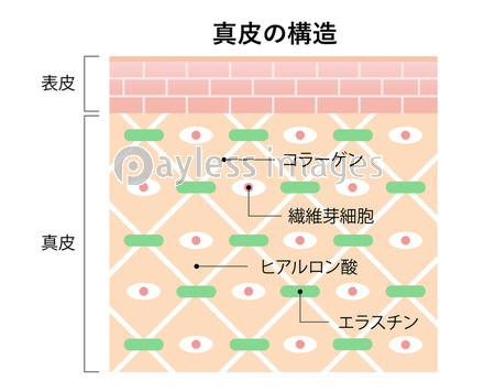 真皮の構造 商用利用可能な写真素材 イラスト素材ならストックフォトの定額制ペイレスイメージズ