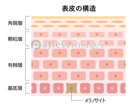 ラメラ構造が乱れた肌 断面図 商用利用可能な写真素材 イラスト素材ならストックフォトの定額制ペイレスイメージズ