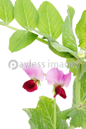 えんどう豆の花 野菜 ストックフォトの定額制ペイレスイメージズ
