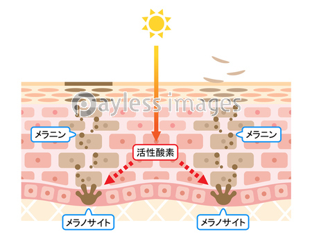 ターンオーバー 肌 断面図 商用利用可能な写真素材 イラスト素材ならストックフォトの定額制ペイレスイメージズ