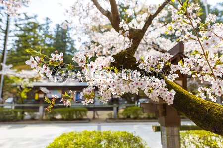 武田神社の桜 ストックフォトの定額制ペイレスイメージズ