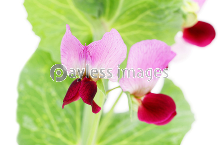 えんどう豆の花 野菜 ストックフォトの定額制ペイレスイメージズ