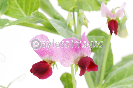 えんどう豆の花 野菜 商用利用可能な写真素材 イラスト素材ならストックフォトの定額制ペイレスイメージズ