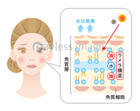 ラメラ構造が整った肌 断面図 ストックフォトの定額制ペイレスイメージズ