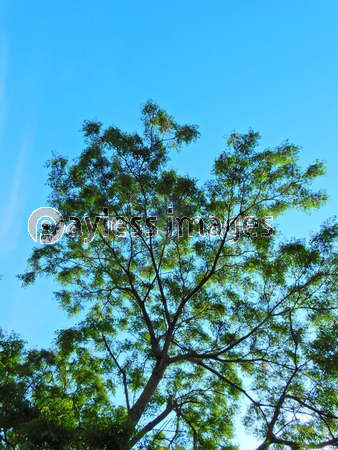 樹木 葉 見上げる 青空 緑 太陽光 かえで もみじ ストックフォトの定額制ペイレスイメージズ
