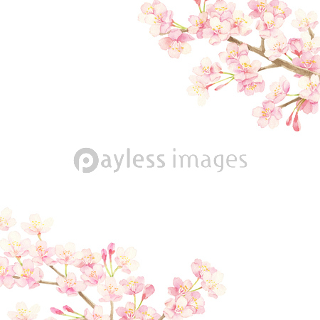 桜 水彩イラスト 商用利用可能な写真素材 イラスト素材ならストックフォトの定額制ペイレスイメージズ