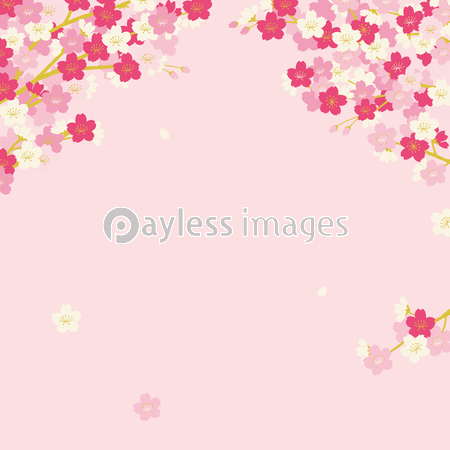 桜 背景イラスト ストックフォトの定額制ペイレスイメージズ