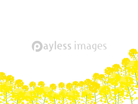 菜の花 背景イラスト ストックフォトの定額制ペイレスイメージズ
