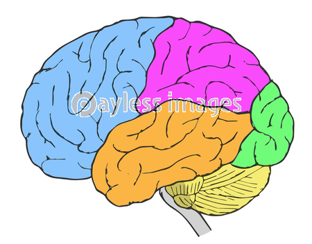 トップコレクション 脳 断面図 イラスト 無料の印刷可能なイラスト素材