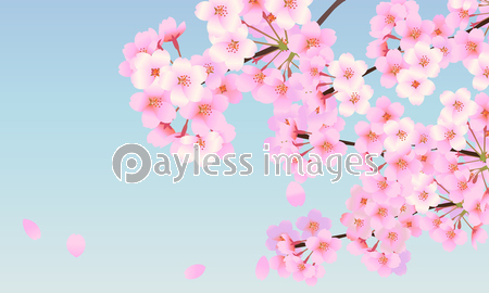 桜 背景素材 02 ストックフォトの定額制ペイレスイメージズ