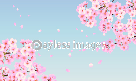 桜 背景素材 02 商用利用可能な写真素材 イラスト素材ならストックフォトの定額制ペイレスイメージズ