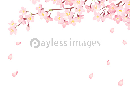 満開の桜のイラストフレーム02 ストックフォトの定額制ペイレスイメージズ