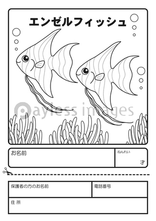 エンゼルフィッシュ ぬりえ 応募用紙 ストックフォトの定額制ペイレスイメージズ