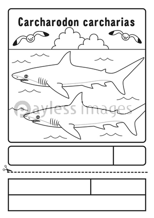 ホホジロザメ ぬりえ 応募用紙 商用利用可能な写真素材 イラスト素材ならストックフォトの定額制ペイレスイメージズ
