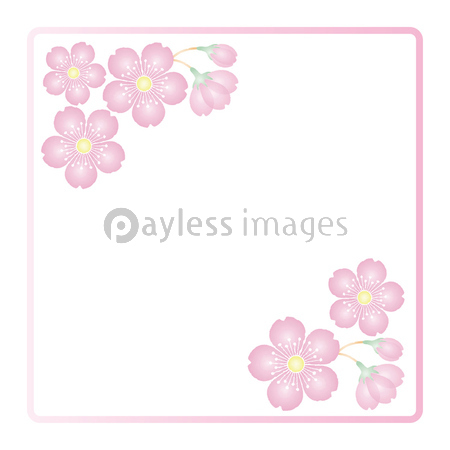 桜の花 背景素材 フレーム イラスト ベクター 商用利用可能な写真素材 イラスト素材ならストックフォトの定額制ペイレスイメージズ
