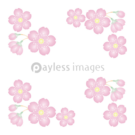 桜の花 背景素材 シームレス パターン イラスト 商用利用可能な写真素材 イラスト素材ならストックフォトの定額制ペイレスイメージズ