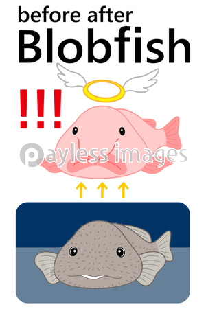 ブロブフィッシュ ニュウドウカジカ 深海魚 キャラクター ベクターイラスト ストックフォトの定額制ペイレスイメージズ