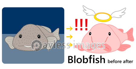 ブロブフィッシュ ニュウドウカジカ 深海魚 キャラクター ベクターイラスト ストックフォトの定額制ペイレスイメージズ