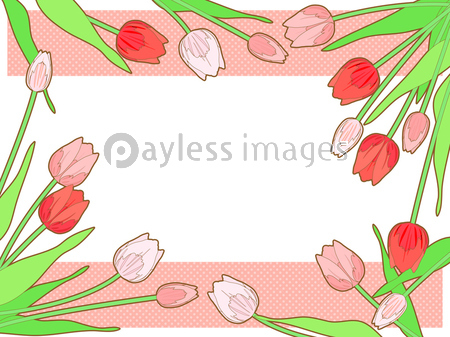 赤とピンクのチューリップのイラスト背景 ストックフォトの定額制ペイレスイメージズ