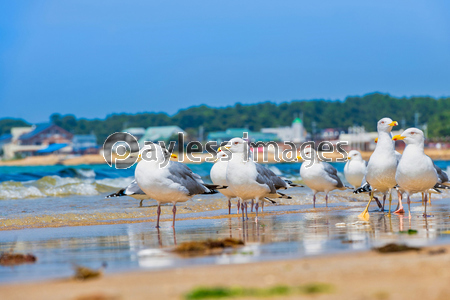 初夏の福間海岸とカモメ 福岡県 商用利用可能な写真素材 イラスト素材ならストックフォトの定額制ペイレスイメージズ