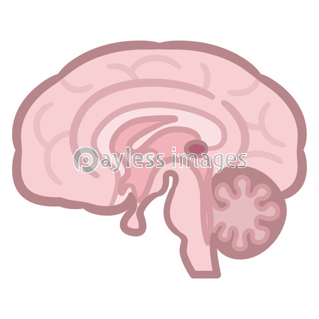 脳 断面図 商用利用可能な写真素材 イラスト素材ならストックフォトの定額制ペイレスイメージズ