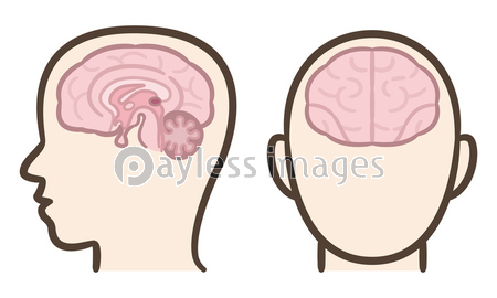 脳 断面図 商用利用可能な写真素材 イラスト素材ならストックフォトの定額制ペイレスイメージズ