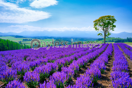 紫の花畑と青空 ストックフォトの定額制ペイレスイメージズ