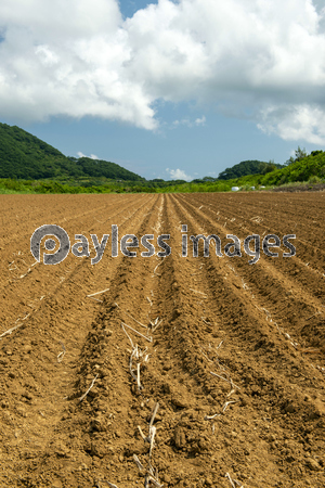 沖縄県 石垣島 のばれ岬のサトウキビ畑 商用利用可能な写真素材 イラスト素材ならストックフォトの定額制ペイレスイメージズ