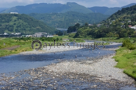 アユ解禁 神奈川県酒匂川 さかわがわ ストックフォトの定額制ペイレスイメージズ