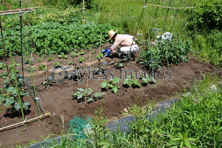 家庭菜園 種まき 水やり 除草 収穫 ストックフォトの定額制ペイレスイメージズ