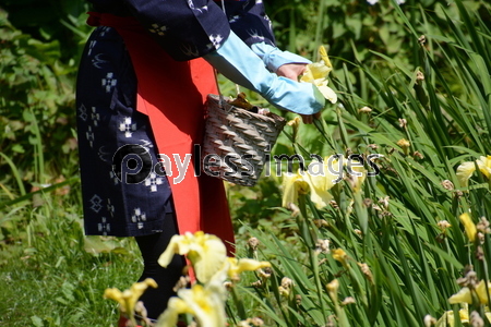 花摘み娘の花ショウブ花がら摘み 神奈川県二宮町 せせらぎ公園 ストックフォトの定額制ペイレスイメージズ