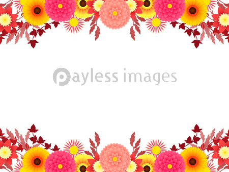 秋色ダリアのイラストフレーム ストックフォトの定額制ペイレスイメージズ