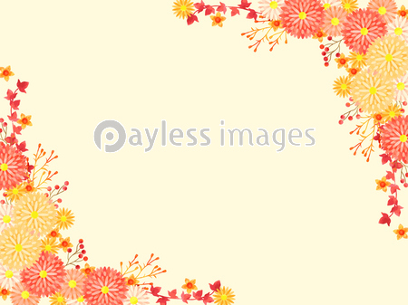 アスターの花のイラストフレーム 商用利用可能な写真素材 イラスト素材ならストックフォトの定額制ペイレスイメージズ
