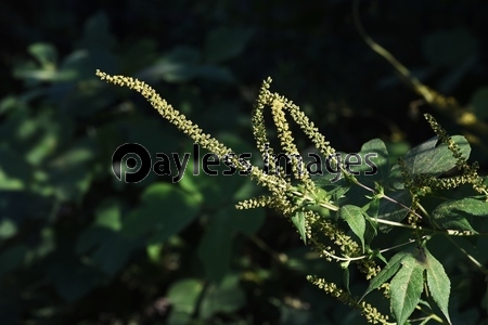 ブタクサ 豚草 日本ではスギ ヒノキに次ぐ花粉症原因の植物 要注意指定外来生物 商用利用可能な写真素材 イラスト素材ならストックフォトの定額制ペイレスイメージズ