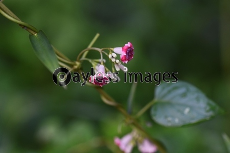 ヘクソカズラの花 屁糞葛の名の由来は葉 茎に悪臭があるため 美肌化粧料や漢方鶏屎藤に利用 商用利用可能な写真素材 イラスト素材ならストックフォトの定額制ペイレスイメージズ