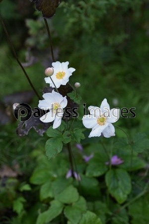 秋の風情の優雅な花 シュウメイギク 秋明菊 商用利用可能な写真素材 イラスト素材ならストックフォトの定額制ペイレスイメージズ