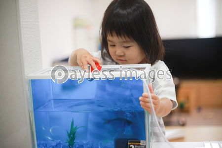 金魚に餌をあげる女の子 商用利用可能な写真素材 イラスト素材ならストックフォトの定額制ペイレスイメージズ