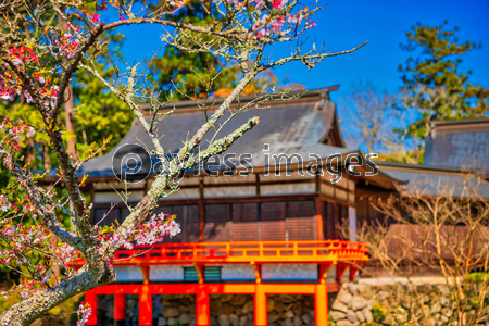 青空の宇佐神宮で見つけた満開の桜 大分県 ストックフォトの定額制ペイレスイメージズ