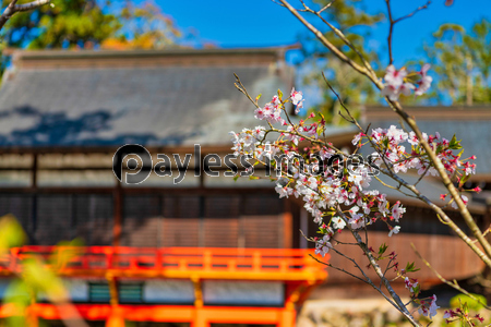 青空の宇佐神宮で見つけた満開の桜 大分県 商用利用可能な写真素材 イラスト素材ならストックフォトの定額制ペイレスイメージズ