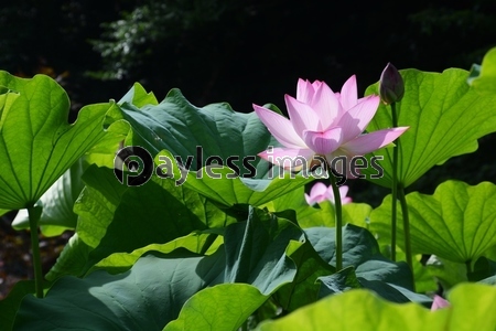 仏教のシンボルフラワー ハスの花 商用利用可能な写真素材 イラスト素材ならストックフォトの定額制ペイレスイメージズ
