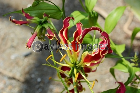 グロリオサ 英語でglory Lily 栄光のユリ あるいはflame Lily 炎のユリ とも呼ばれる ジンバブエの国花 ストックフォトの定額制ペイレスイメージズ
