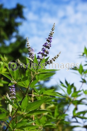 セイヨウニンジンボク 西洋人参木 の花 和名は葉がチョウセンニンジンに似ることに由来する 商用利用可能な写真素材 イラスト素材ならストックフォトの定額制ペイレスイメージズ