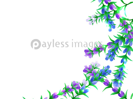 竜胆の花のイラスト背景 ストックフォトの定額制ペイレスイメージズ