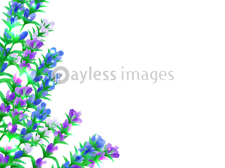 竜胆の花のイラスト背景 商用利用可能な写真素材 イラスト素材ならストックフォトの定額制ペイレスイメージズ