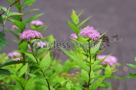 シモツケ 下野 の花 和名の 下野 は最初に下野国 現在の栃木県で発見されたことに由来する 商用利用可能な写真素材 イラスト素材ならストックフォトの定額制ペイレスイメージズ