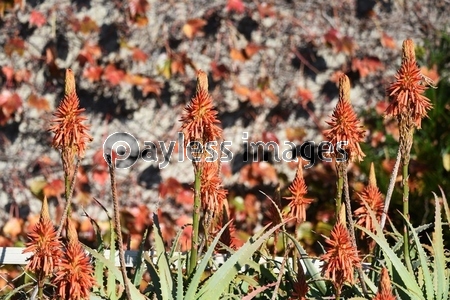 アロエの花 商用利用可能な写真素材 イラスト素材ならストックフォトの定額制ペイレスイメージズ